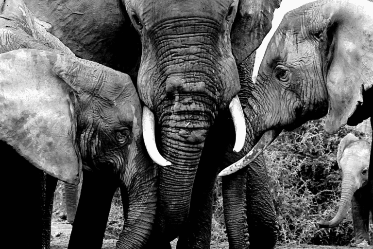 Black and white photograph of a mother elephant standing protectively between her two young, symbolizing strength, family, and the bond between generations.