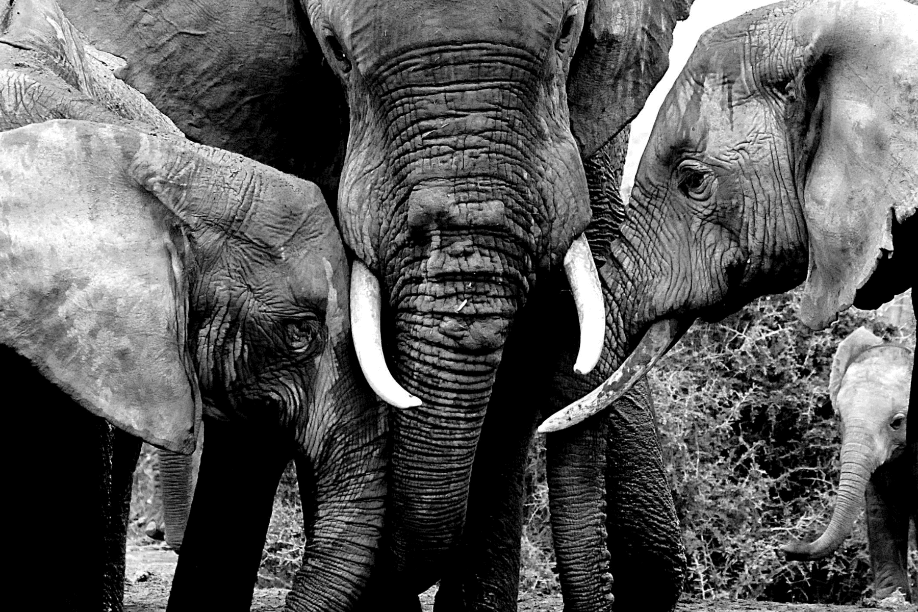 Black and white photograph of a mother elephant standing protectively between her two young, symbolizing strength, family, and the bond between generations.