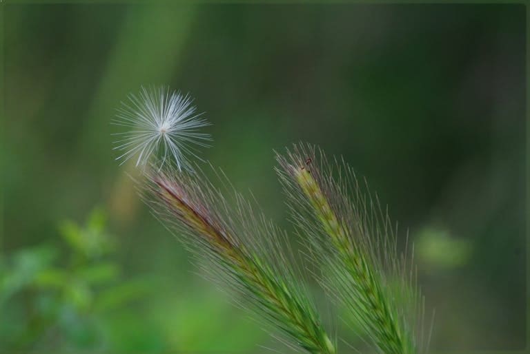 A close-up of a single dandelion seed head and other dried grasses against a soft, blurry green background.