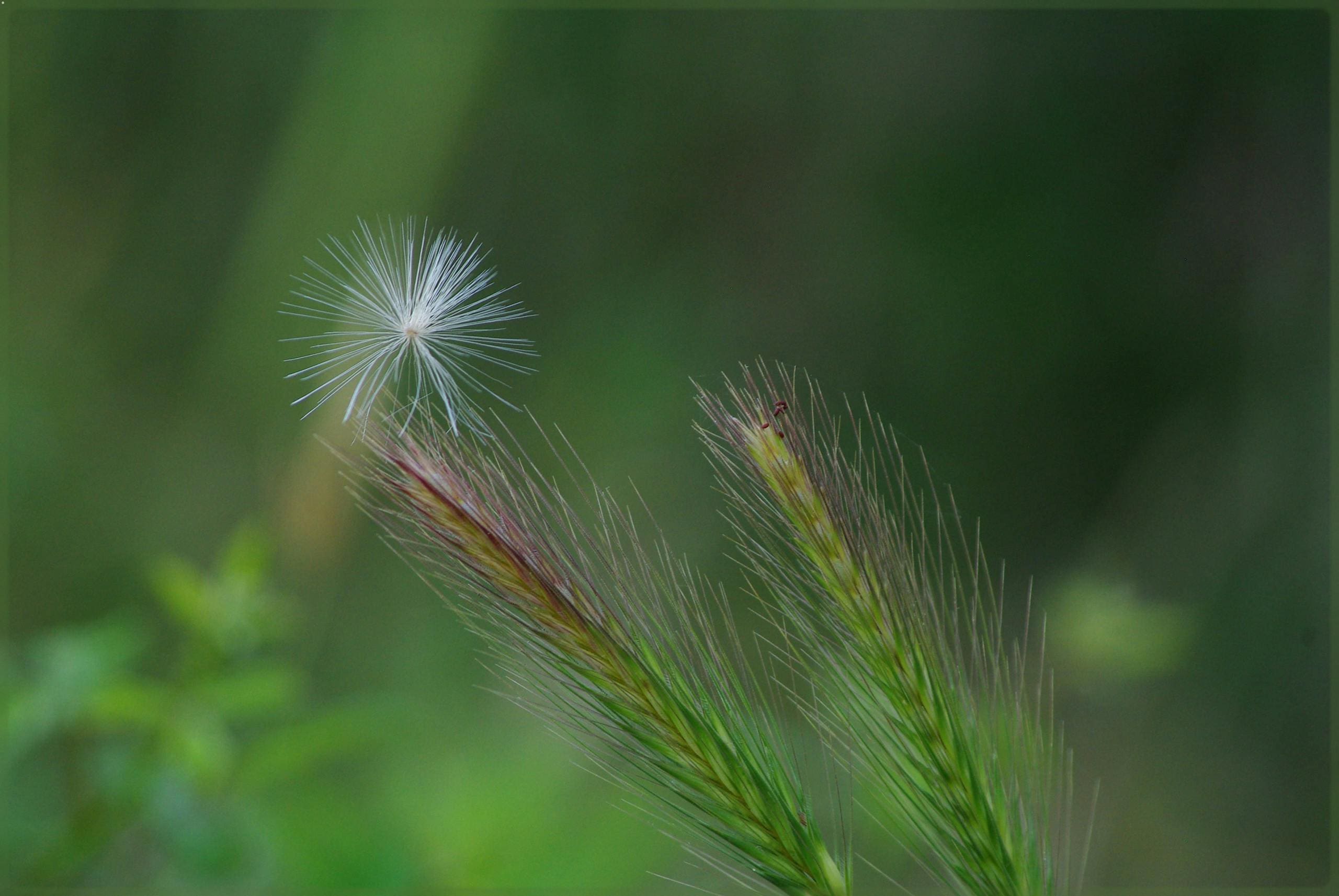 A close-up of a single dandelion seed head and other dried grasses against a soft, blurry green background.
