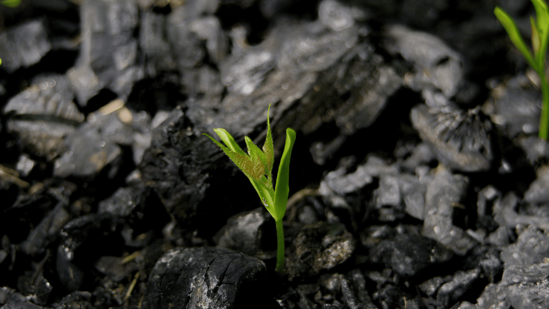 A vibrant green seedling pushing up through dark, charred soil and small pieces of charcoal, symbolizing new life after destruction.