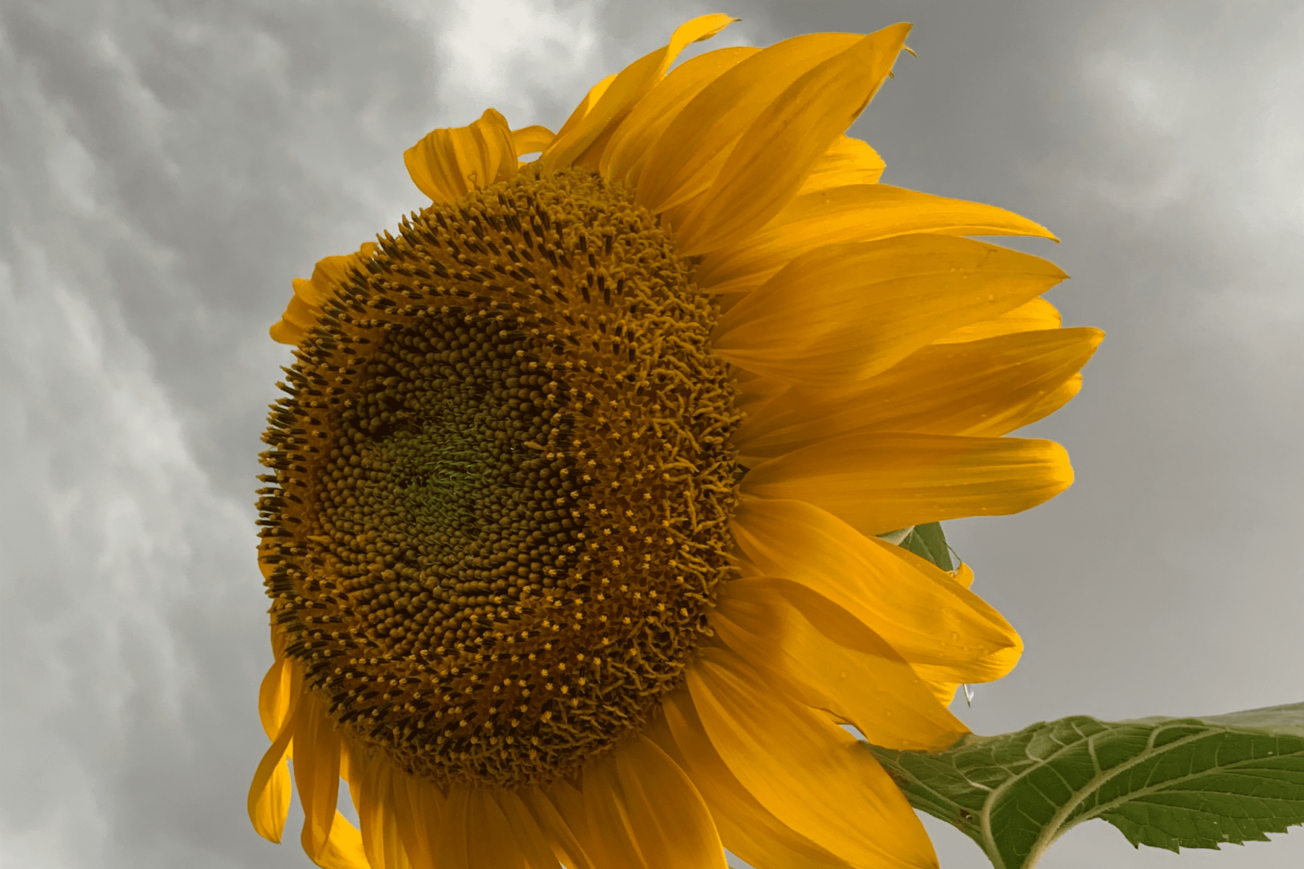 Resilient sunflower against a dramatic sky, symbolizing healing through storytelling and finding light in difficult times.