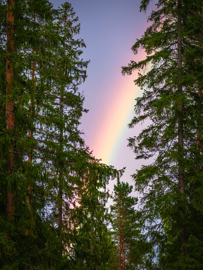 A beautiful rainbow arches over a serene forest of conifer trees during daylight.