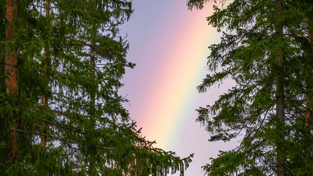 A rainbow seen between conifers against a purple sky.
